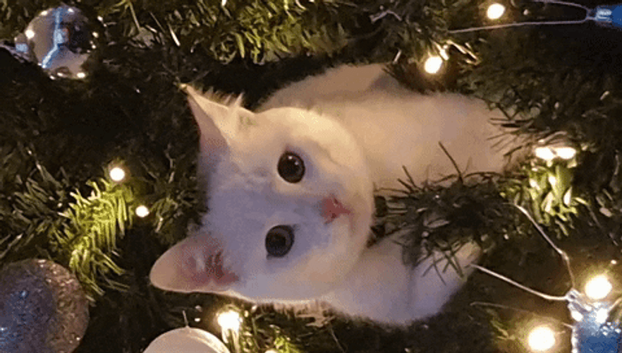 Pop Cat Christmas Meme GIF