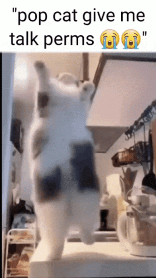 Pop Cat Jumping Meme GIF