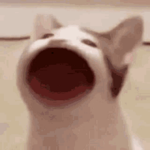 Pop Cat KPop Shocked GIF