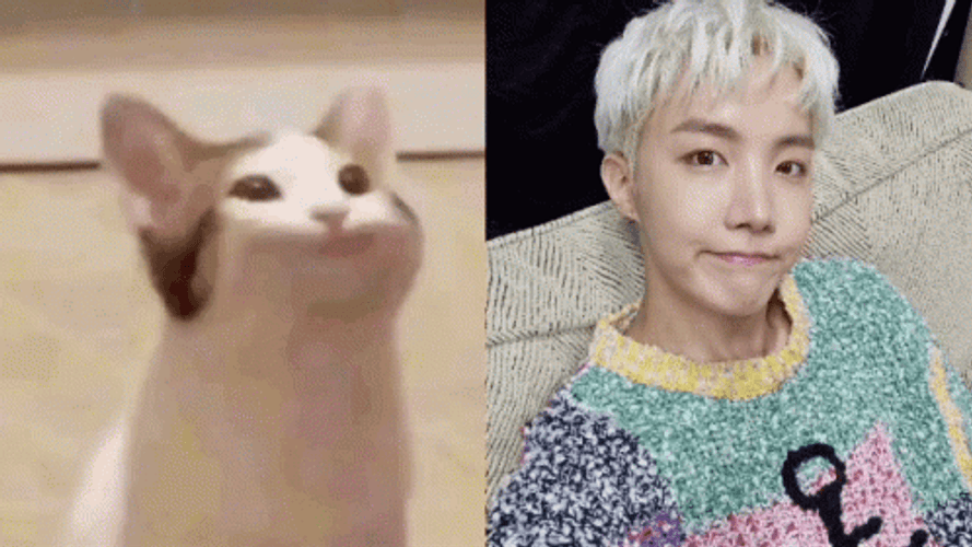 Pop Cat Meme BTS Jhope GIF