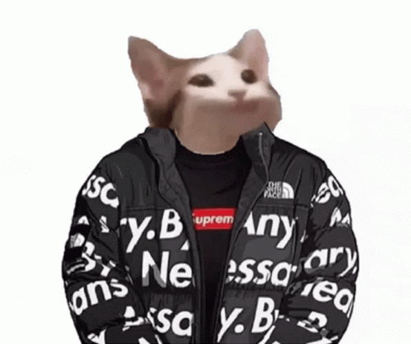 Pop Cat Meme Supreme Outfit GIF