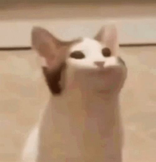Pop Cat Meme Wen GIF