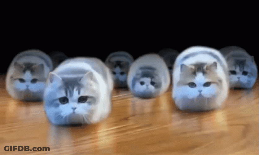 Popcat Kitty City Cyriak GIF