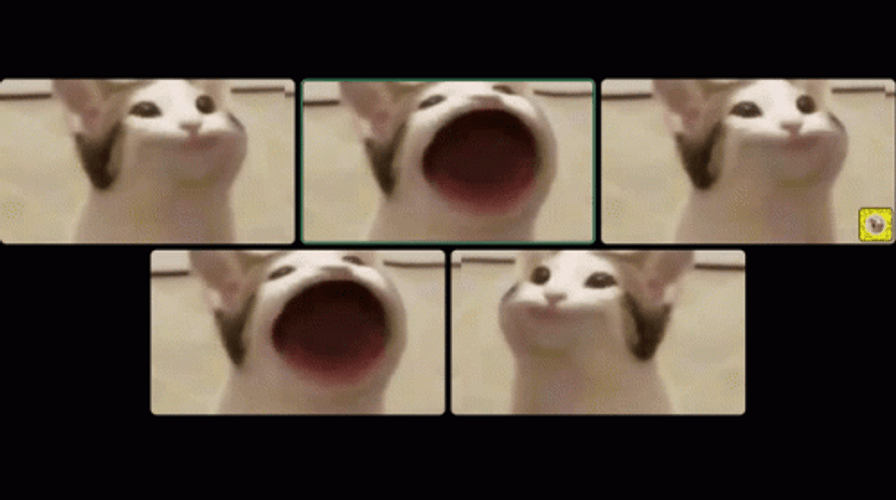 Popcat Zoom Meeting Meme GIF