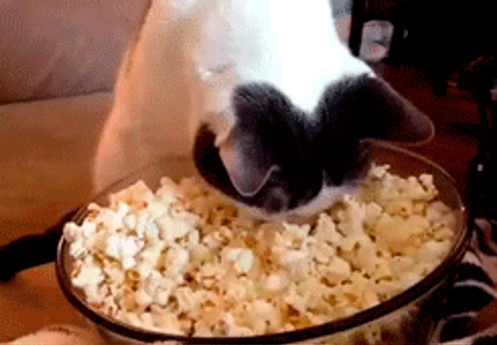 Popcorn Bowl Cat Face GIF