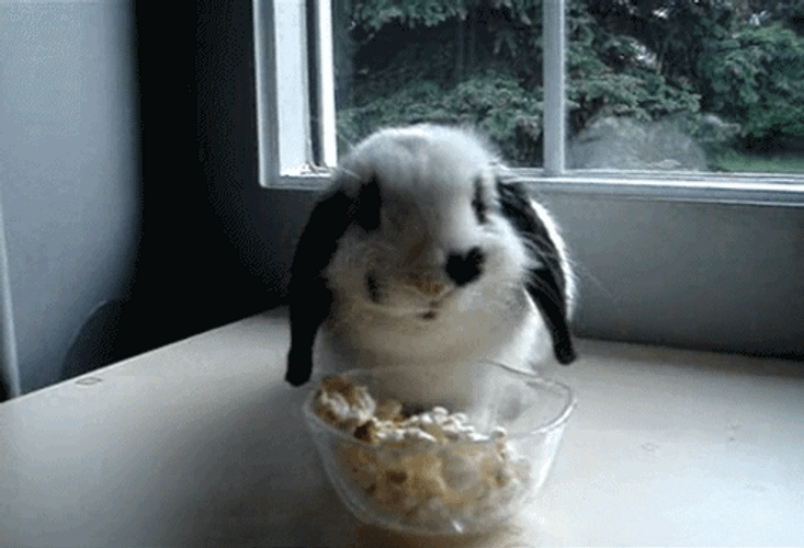 Popcorn Bowl Cute Bunny GIF