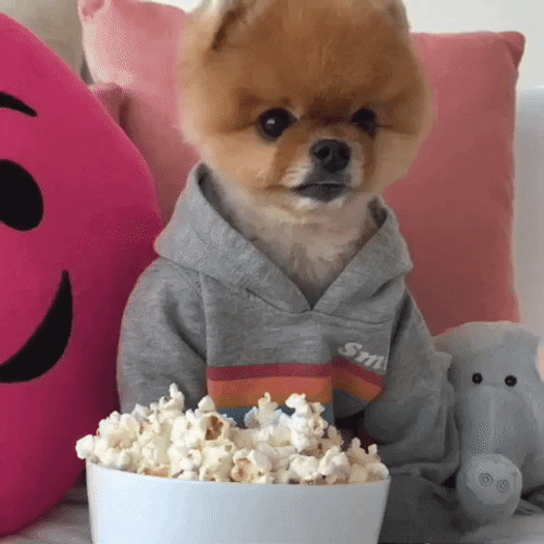 Popcorn Bowl Pom Puppy GIF