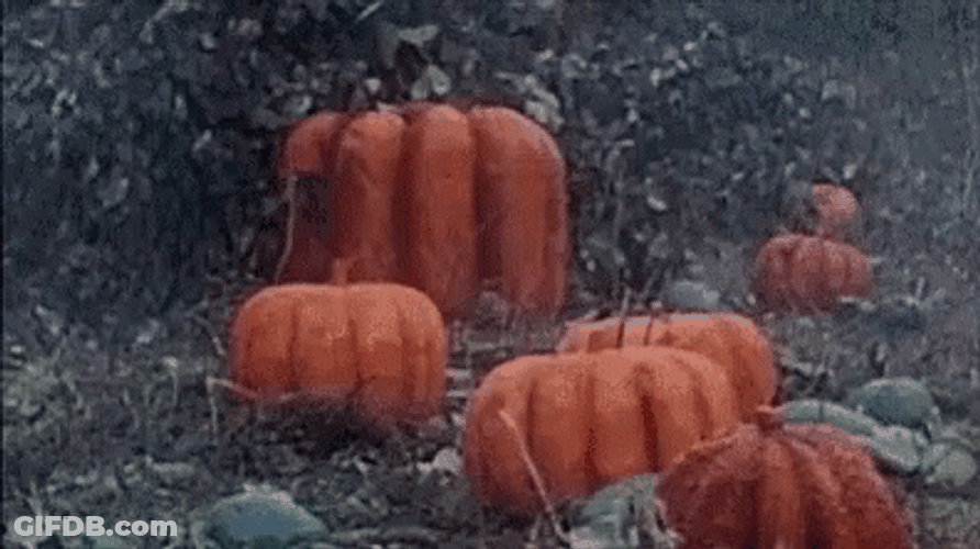 Poppin' Pumpkin Man Dance Spontaneously GIF