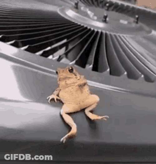 Posing And Modeling Frog GIF