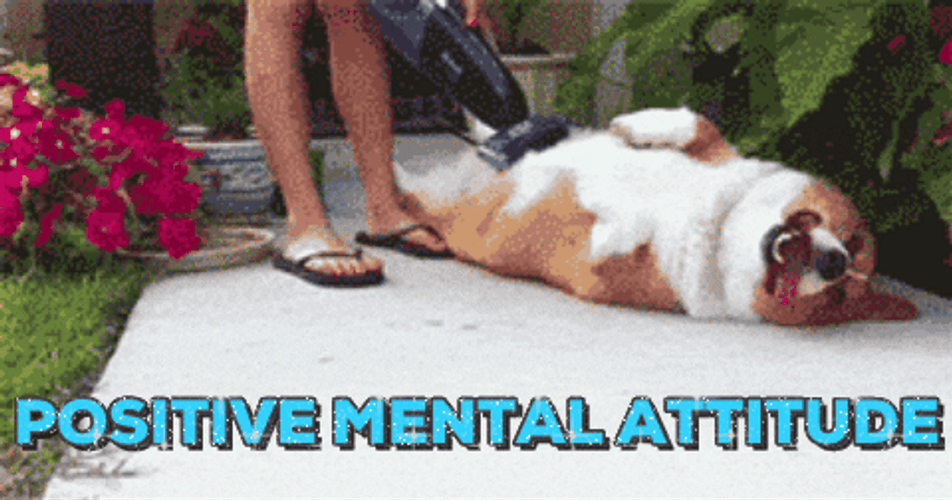 Positive Mental Attitude Chilling Dog GIF