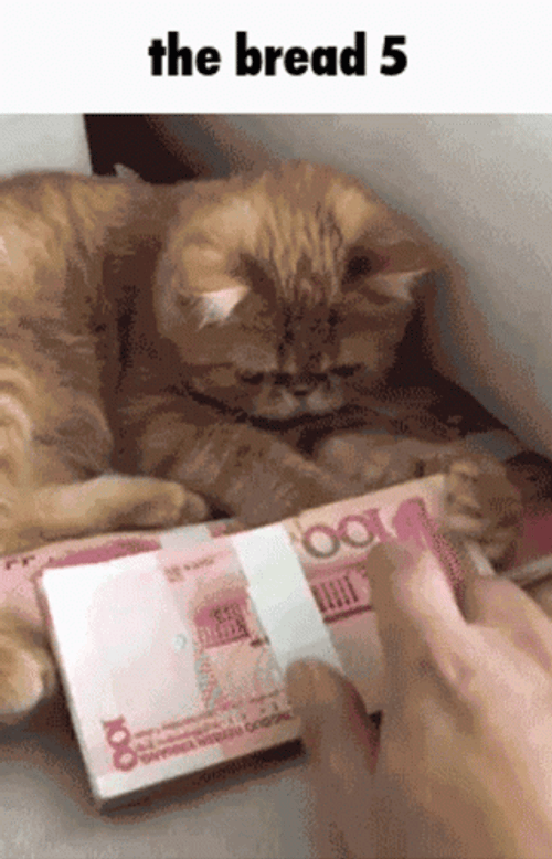 Possessive Cat With Funny Money GIF