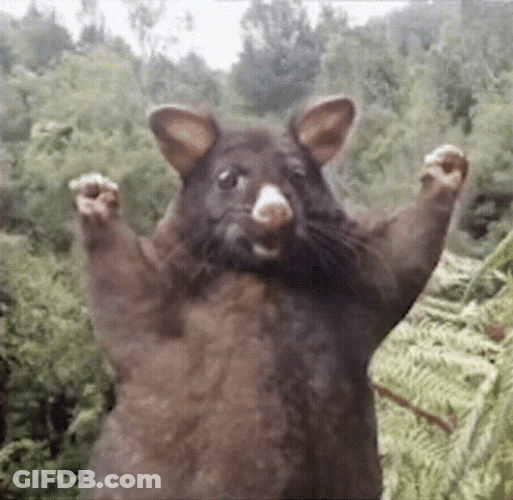 Possum GIF