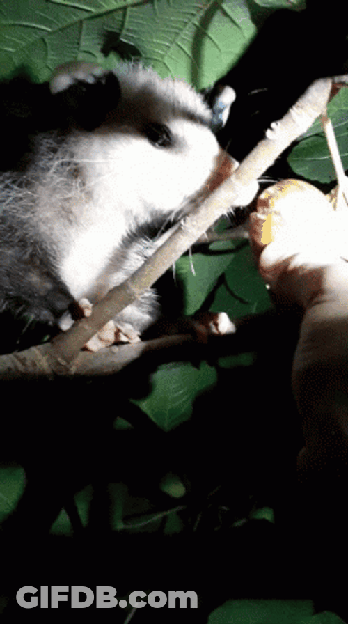 Possum Biting A Peach GIF