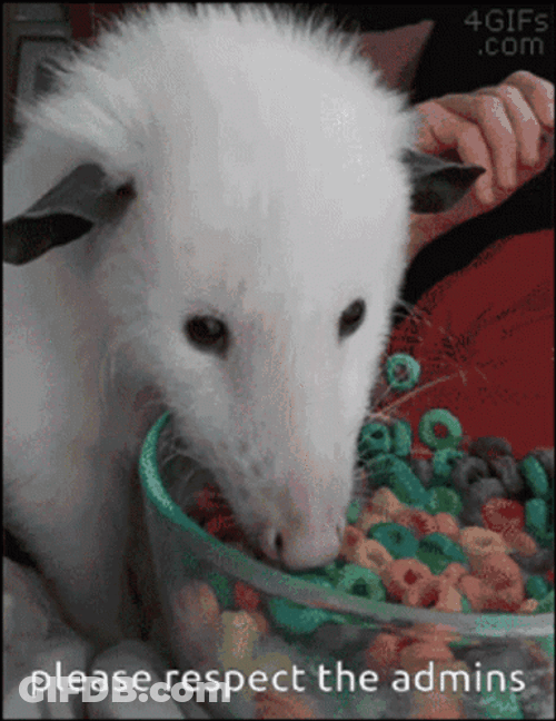 Possum Chewing Cereal GIF