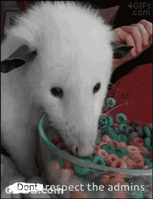 Possum Eating Cereal GIF