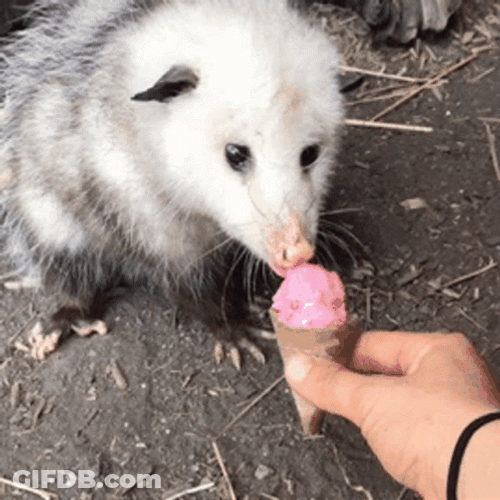 Possum Eating Ice Cream GIF