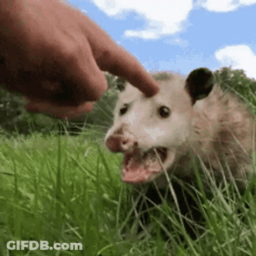 Possum Forehead Petting GIF