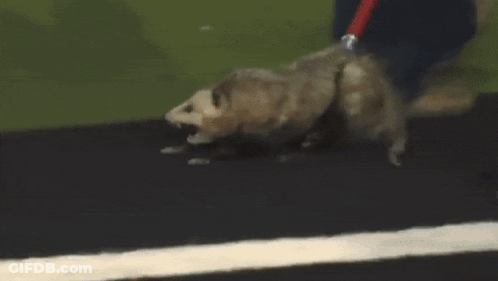 Possum Hiss GIF