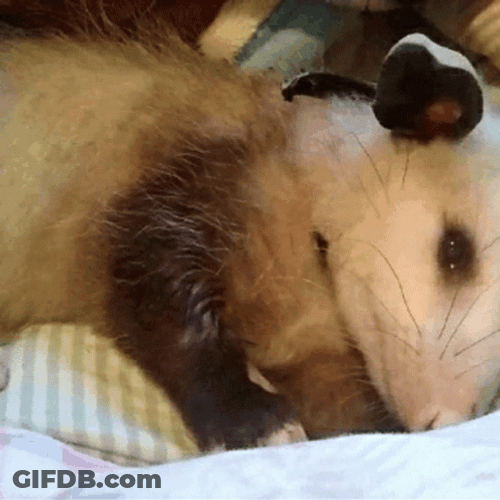 Possum Low Energy GIF