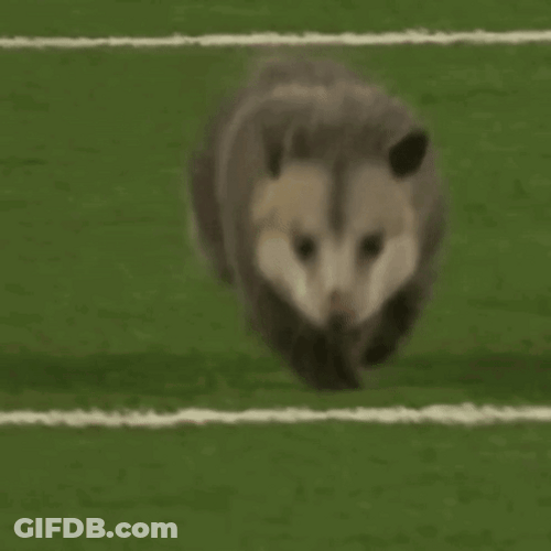 Possum On A Running Field GIF