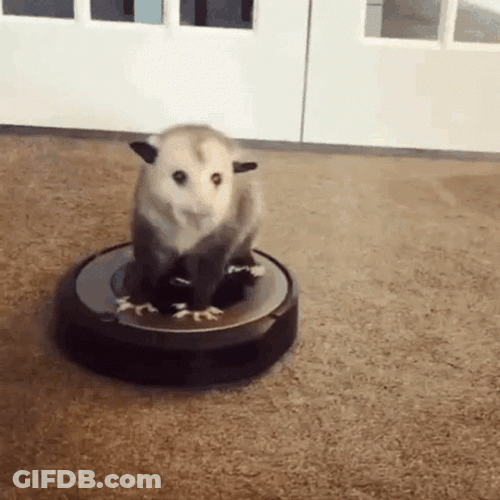 Possum On Spinning Device GIF