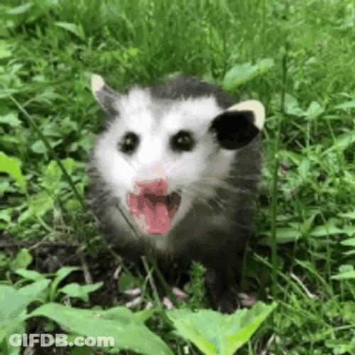 Possum On The Grasses GIF