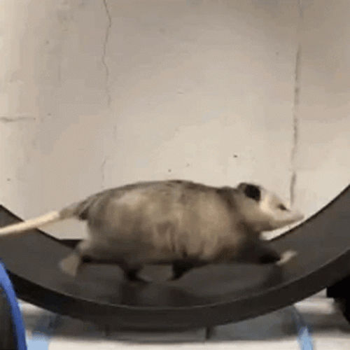 Possum Running On The Wheel GIF
