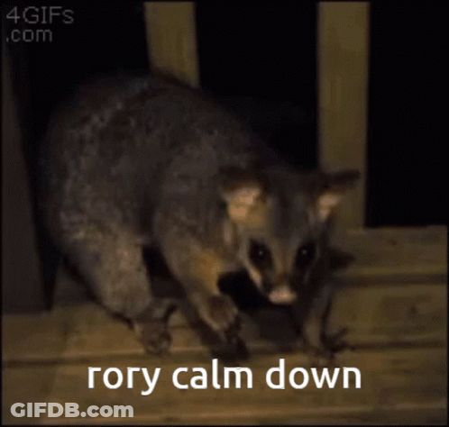 Possum Saying Rory Calm Down GIF