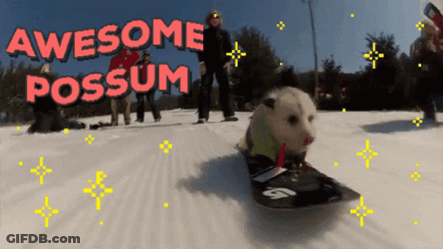 Possum Snow Slide GIF