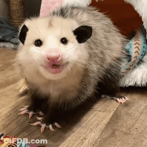 Possum GIF
