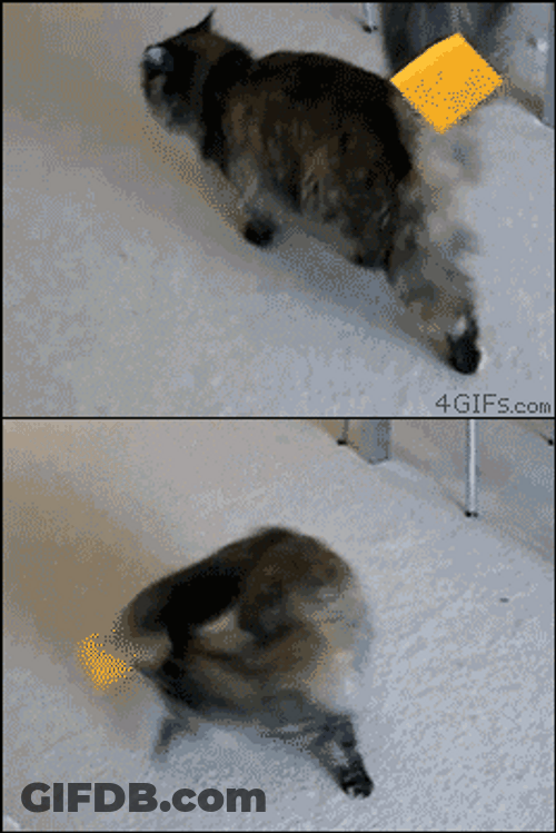 Post It Note Cat Spinning GIF