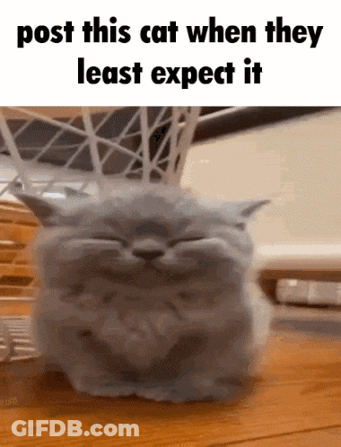 Post This Cat When Least Expecting GIF