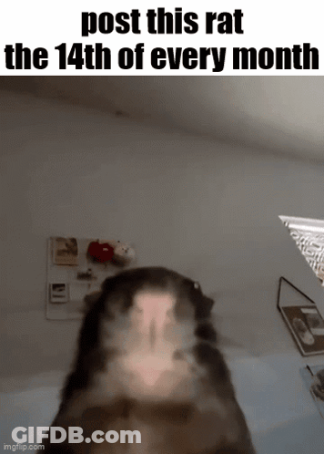 Post This Rat The 14Th Of Every Month GIF