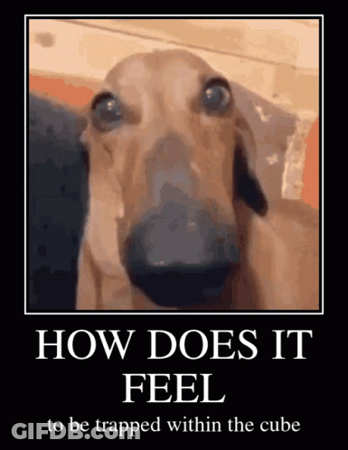 Poster Of Dog Saying How Does It Feel To Be Trapped Within The Cube GIF