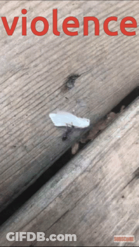 Poster Saying Violence With Moth GIF