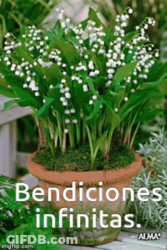 Potted Lily Of The Valley Says Bendiciones Infinitas GIF