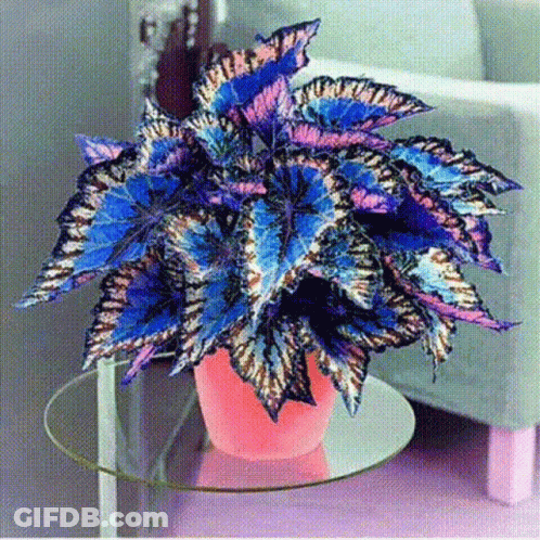 Potted Plant With Blue And Purple Leaves On Glass Table GIF