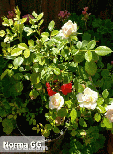 Potted Plant With White And Red Flowers Norma GG GIF