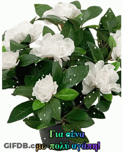 Potted Plant With White Flowers And Greek Greeting GIF
