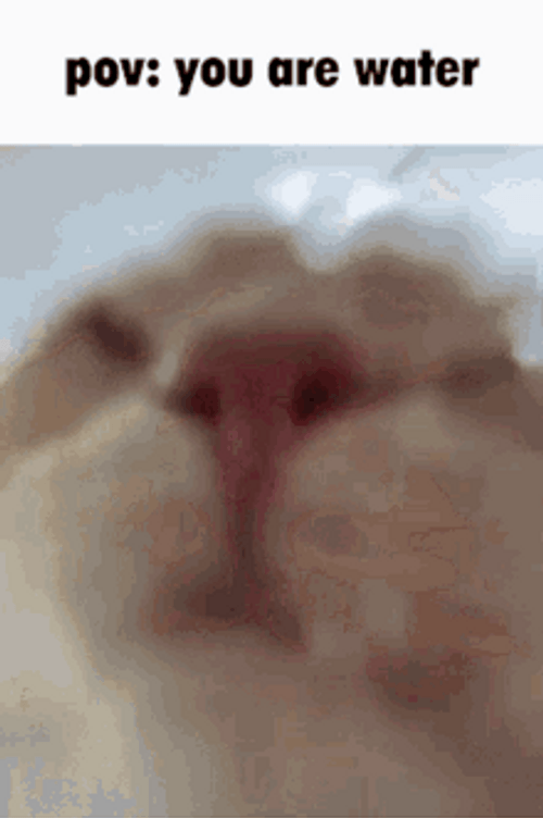 Pov Cat Drinking Water GIF