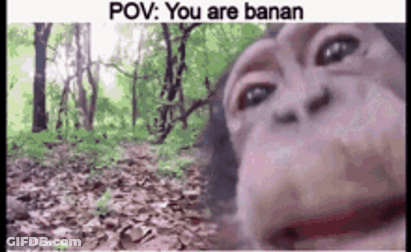 Pov Monkeys Licking Banana GIF