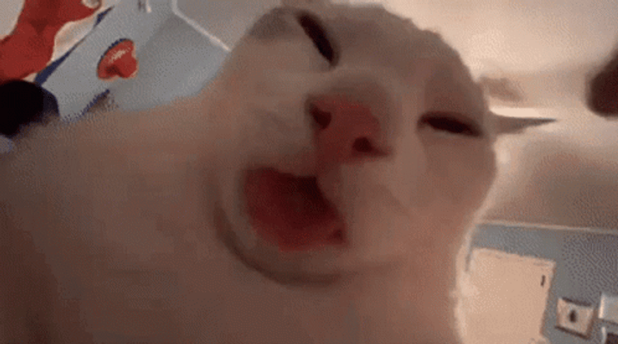 POV Of A Cat Licking GIF