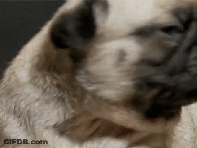 Prairie Dog And A Pug Dog GIF