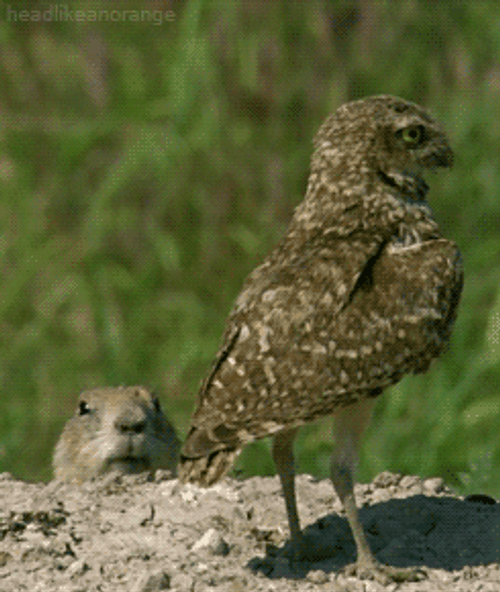 Prairie Dog And Bird GIF