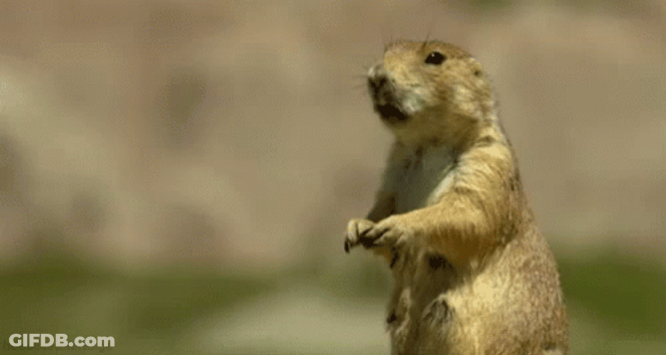 Prairie Dog Behavior GIF