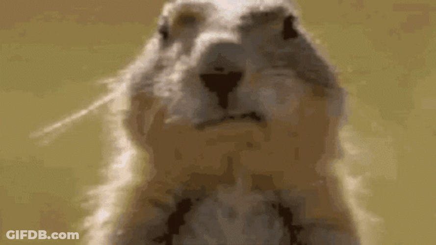 Prairie Dog Blowing Bubble Gum GIF