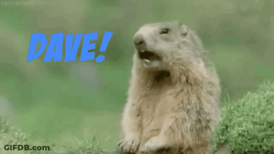 Prairie Dog Calling Dave GIF