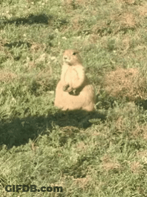 Prairie Dog Chewing GIF