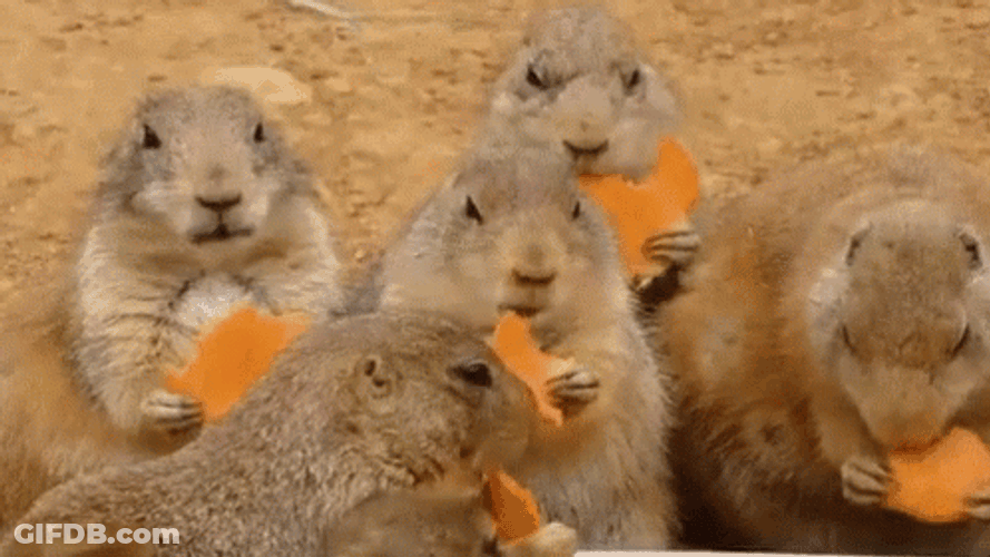 Prairie Dog Eating Cheese GIF