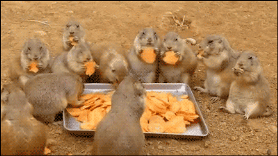 Prairie Dog Eating Together GIF